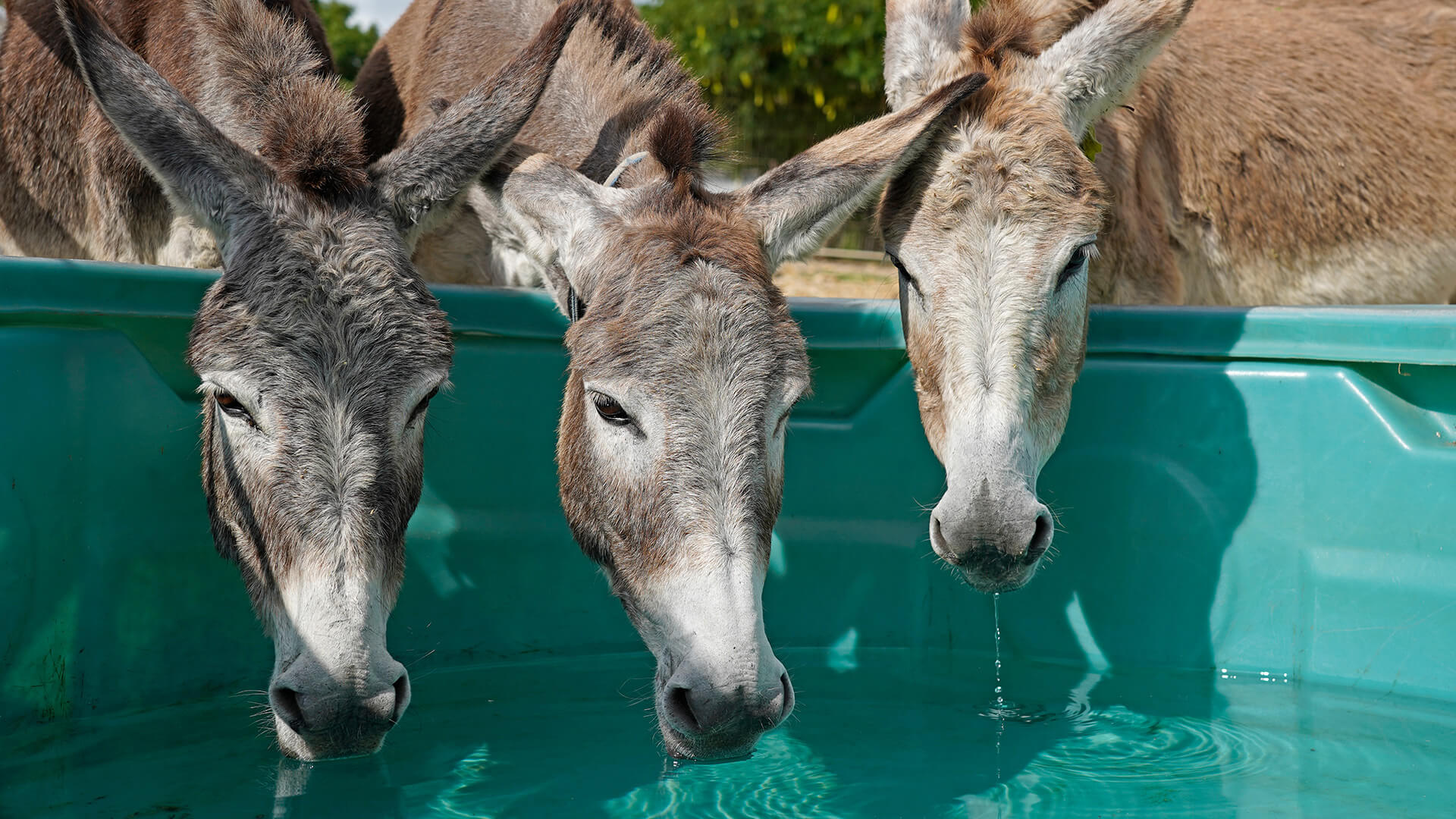 Donkeys drinking water