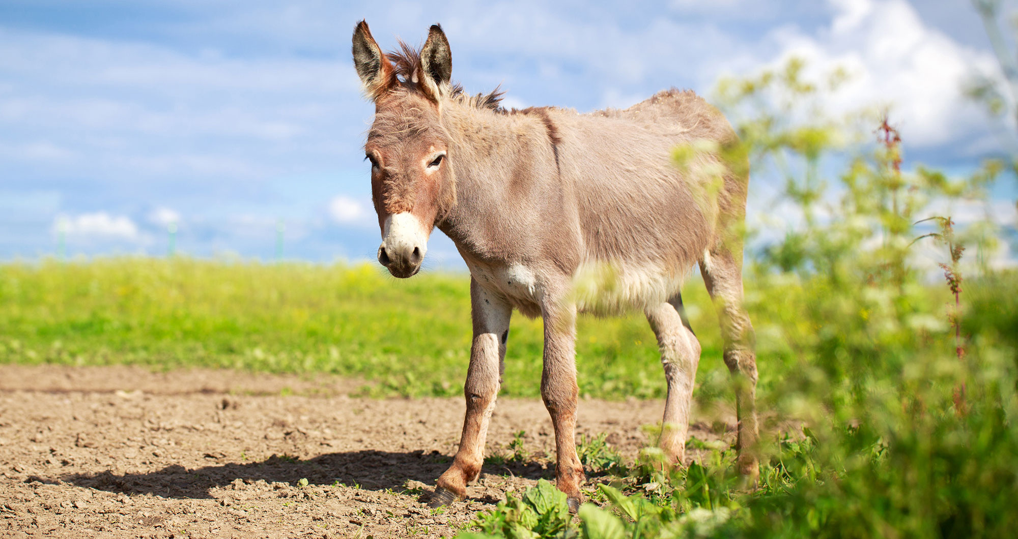 donkey standing in a field