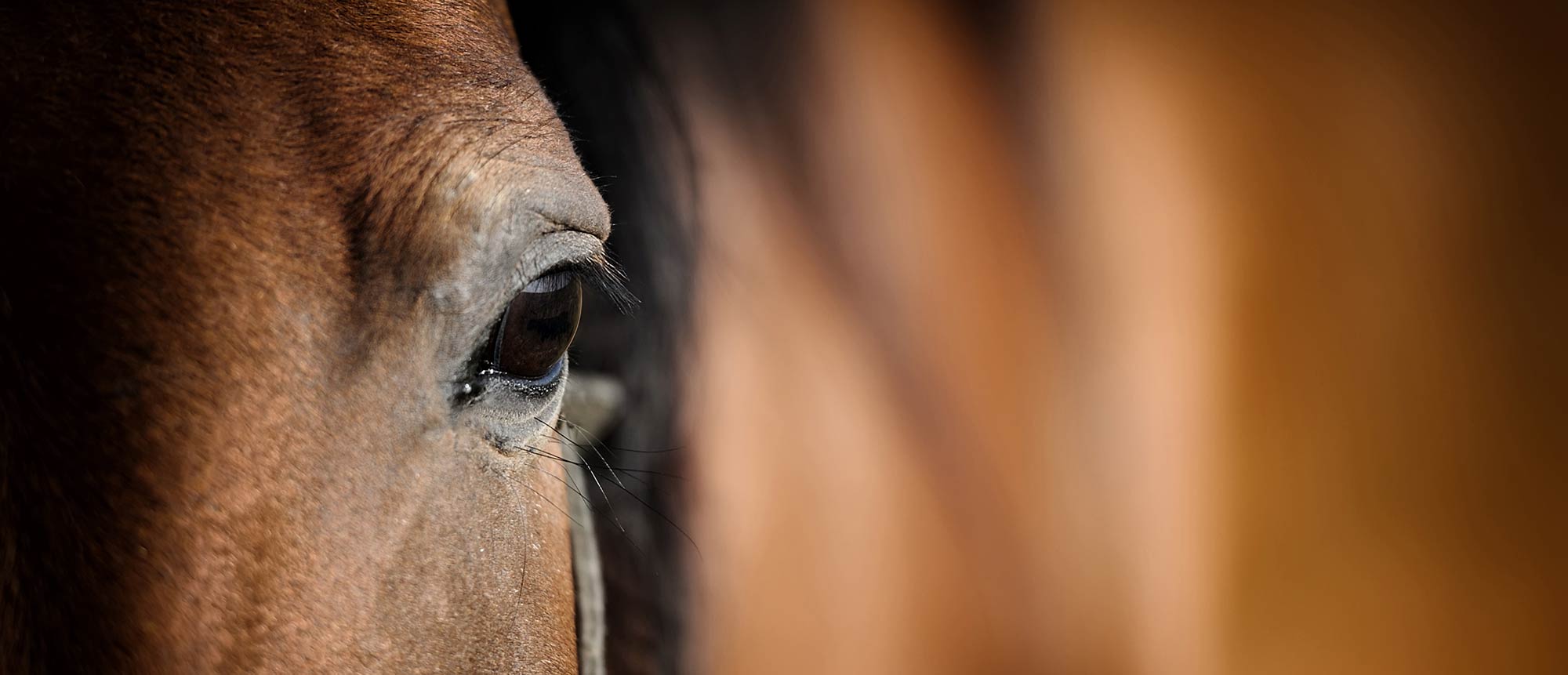 Close up photo of horse's eye