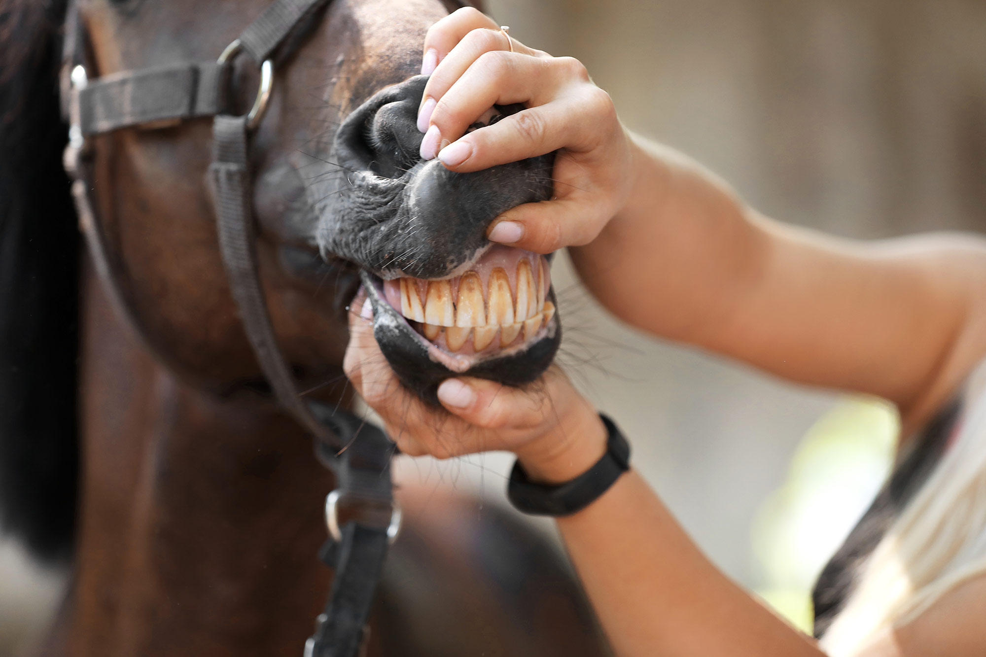 Horse getting teeth examined
