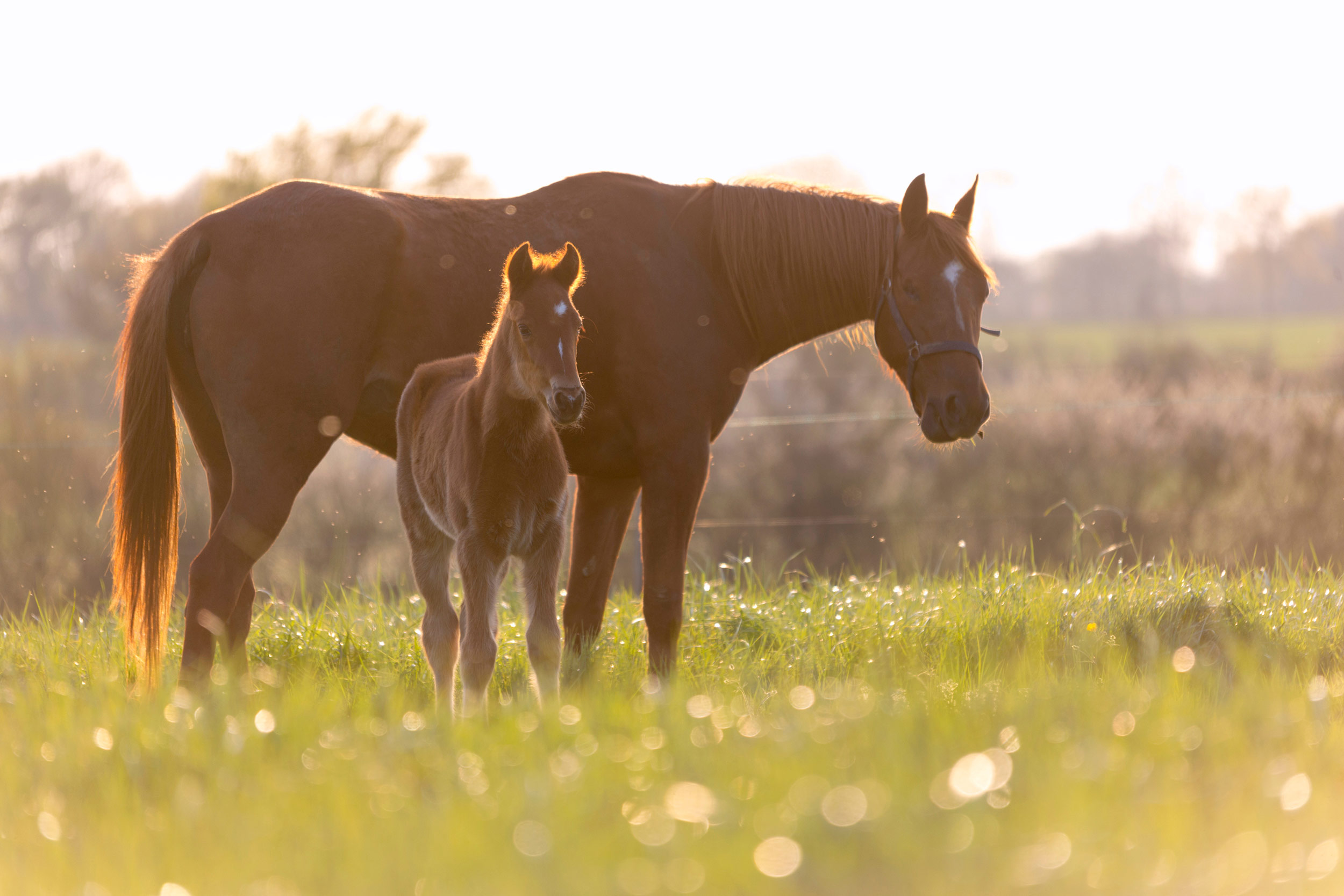 Homes for Horses Coalition