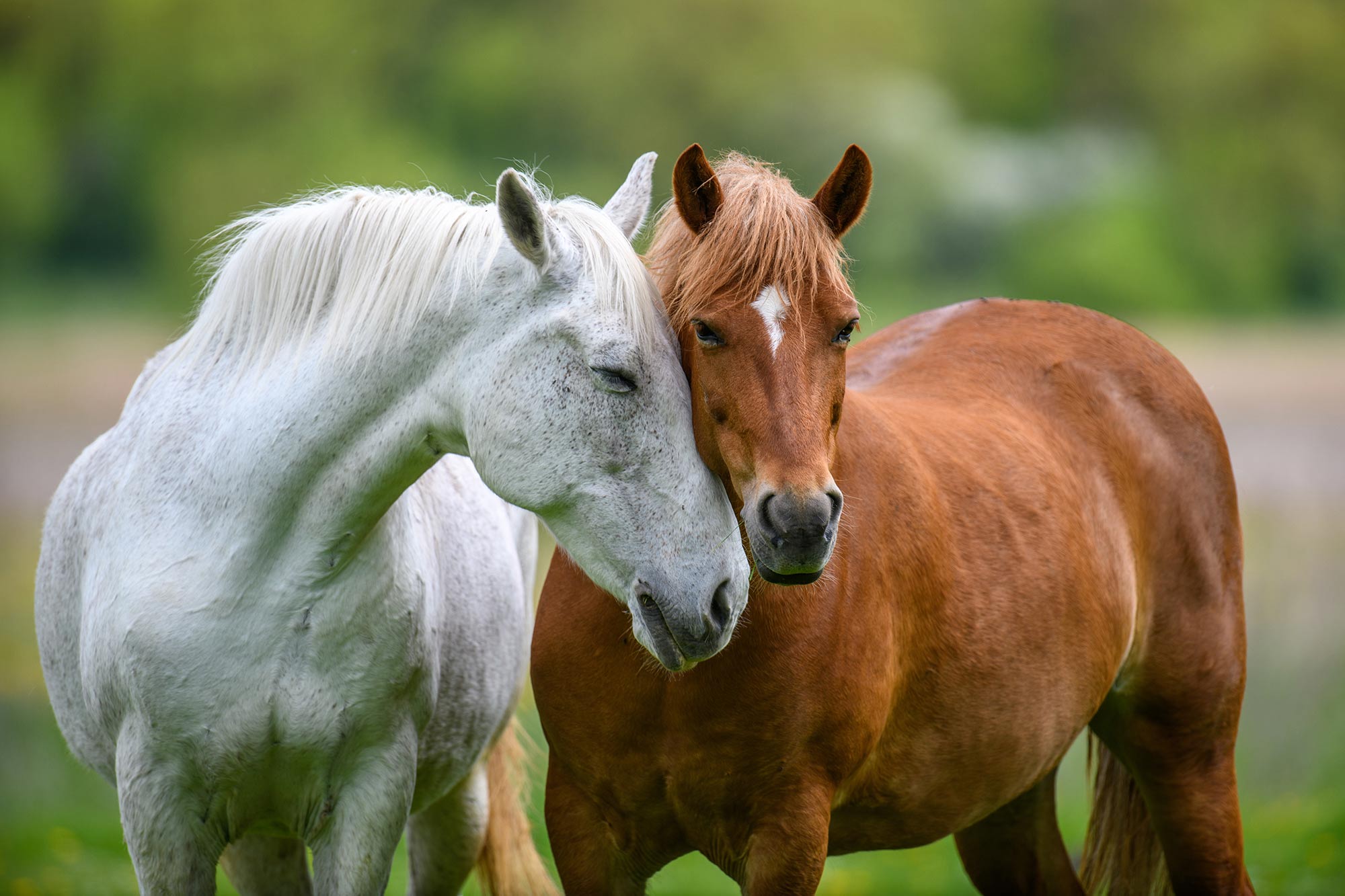 Horses