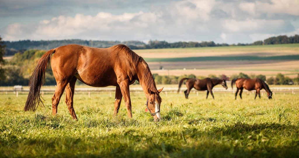 Horses for christmas videos