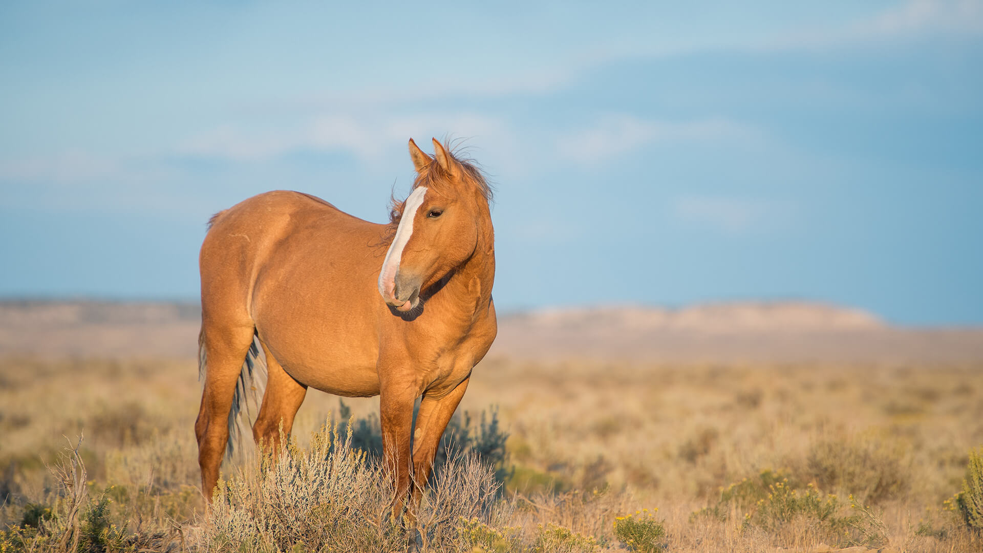 Wild horse