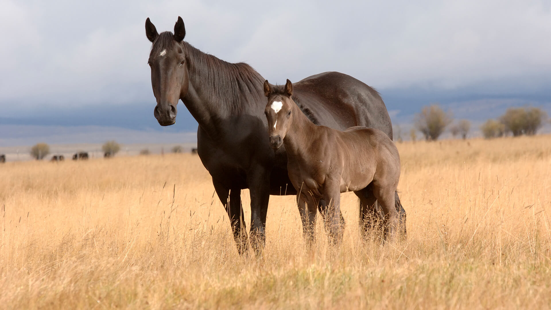 Wild horse standing in field with young horse