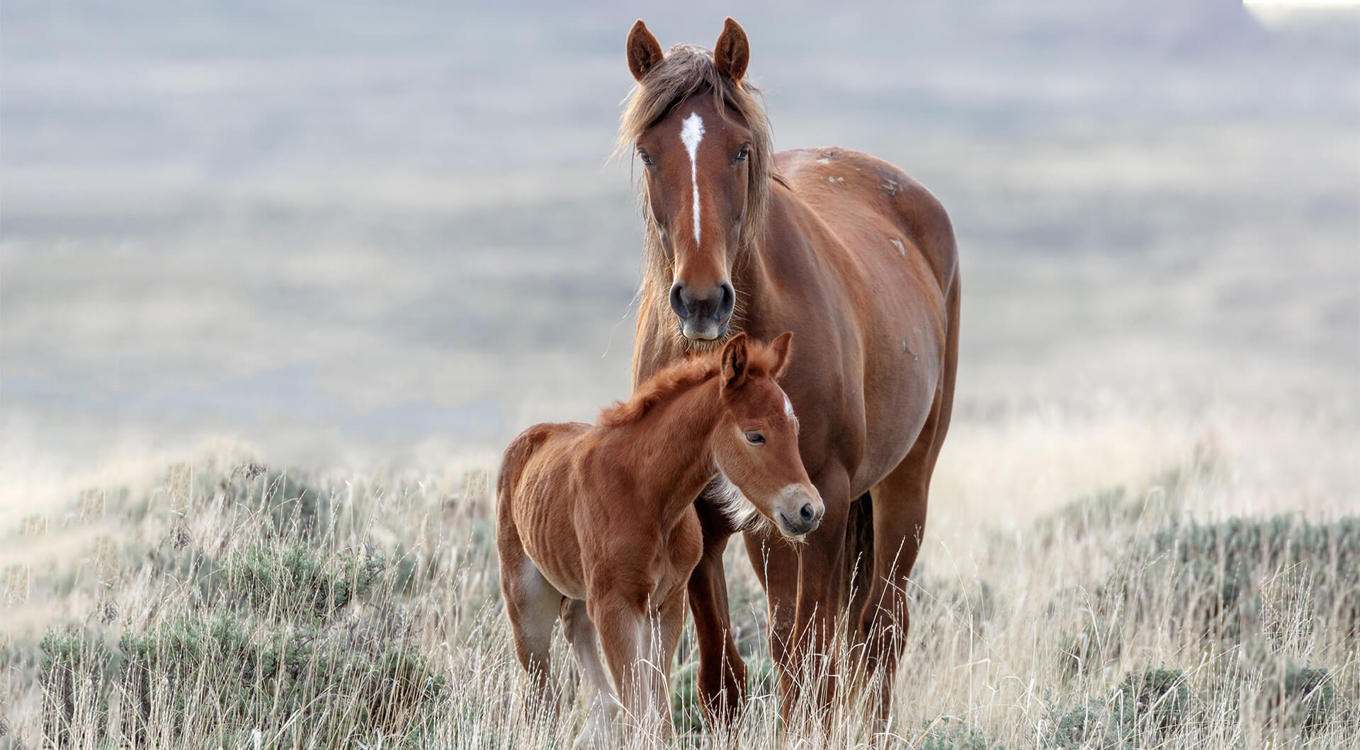 Wild horse with young horse